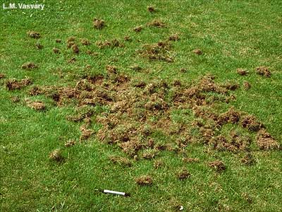 Skunk Facts & Information